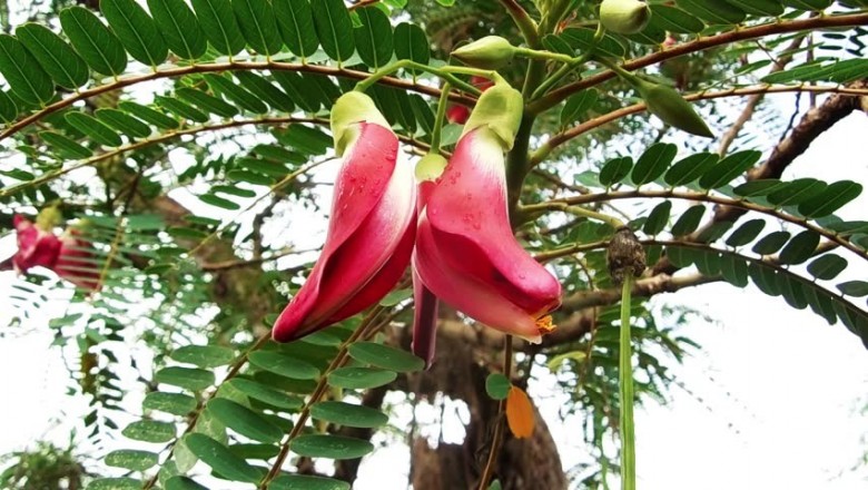 Cây So đũa. Sesbania grandiflora - Cây Thuốc Nam Quanh Ta